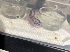 -酷以爬仙阁实体爬宠店·守宫·蜥蜴·专业繁育