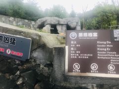 -都江堰中华大熊猫苑