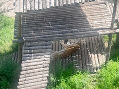 -青藏高原野生动物园
