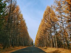 -塞罕坝国家级自然保护区