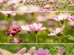 -洋湖国家湿地公园