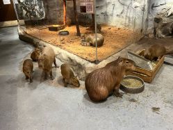 点击看大图 -Zoolung Zoolung动物主题公园(海信广场店)