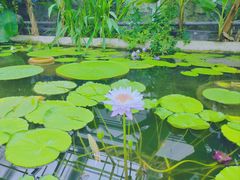 -国家植物园南园