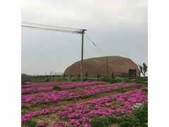 -大塘金香草谷