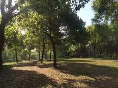 -贡湖湾湿地公园