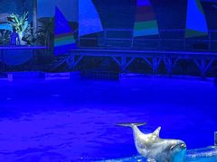 -海合安武汉极地海洋公园