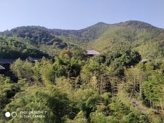 -大唐贡茶院
