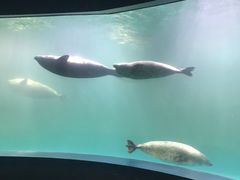 -青岛海底世界-水族馆