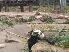 -都江堰中华大熊猫苑