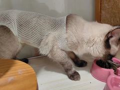 -佳雯宠物医院·皮肤科·内外科(春晓路分院)