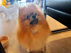 -百好乐宠物友好餐厅(朝外大街店)