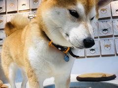 -柴务处·柴犬主题狗咖