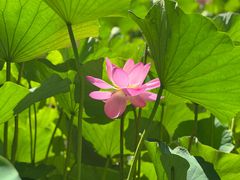 -莲花池公园