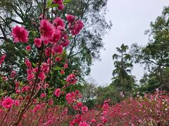 -桃花涧