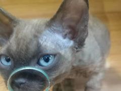 -猫十亿·布偶金渐层·曼基康矮脚猫舍(青年路店)
