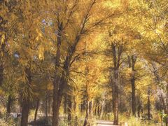 -金塔沙漠胡杨林景区