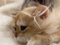 -柚子猫舍·精品猫舍购猫·猫咪认养·购宠·宠物店