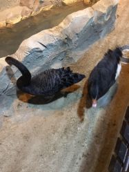 -酷嗒动物文化乐园(cutezoo西溪乐天城店)