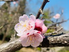 -梅花山(明孝陵内)