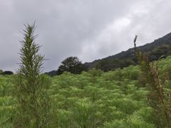 -广州市石门国家森林公园