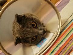 -芭比堂动物医院·犬猫全科·异宠专科(雁塔分院)
