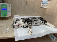 -北京观赏动物医院·24小时大型综合·猫专科·异宠专科