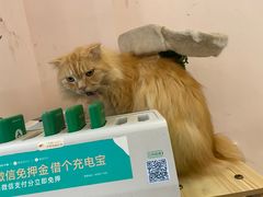 -猫咪派对(江南西店)