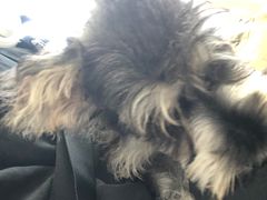 -怪兽屋·羊驼·猫咖·狗咖(俊华广场店)