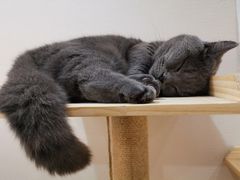 -逗柴咖啡屋·狗咖猫咖宠物桌游