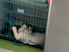 -瑞鹏宠物医院·微创内窥镜·骨外科·牙科(翠竹分院)