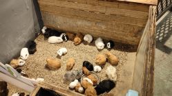 -酷嗒动物文化乐园(cutezoo西溪乐天城店)