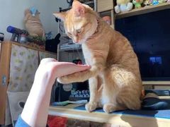 -荔康动物医院(康王北路店)