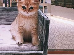 -momokira米努特·德文卷毛猫·棉花面纱犬