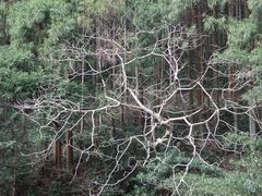 -雁荡山大龙湫景区