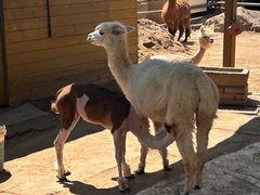 -北京市海淀外国语实验学校