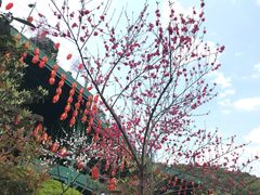 -枇杷园食为鲜火锅(南山店)