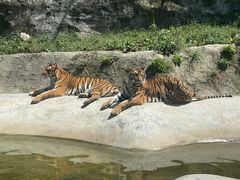 -栾川竹海野生动物园
