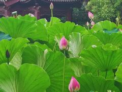 -莲湖公园
