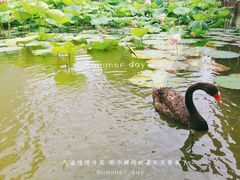 -黄兴公园