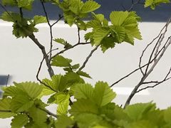 -丁香湖公园