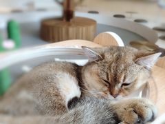 -飞行喵MR PILOT|猫舍·猫咖(静安大融城店)