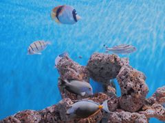 -海合安武汉极地海洋公园