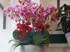 -FEI FEI FLOWER鲜花店·气球派对·宝宝宴布置(虹口德必运动Loft店)