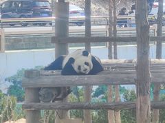 -西霞口神雕山野生动物世界