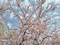 -桃花堤公园
