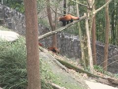 -都江堰中华大熊猫苑