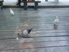 -合肥滨湖国家森林公园