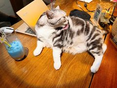 -咖法森林·咖啡  酒吧(天河店)