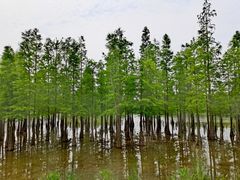 -白鹭湾湿地公园