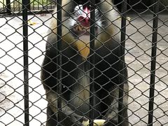 -深圳野生动物园